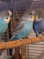 Jonge blauwe grasparkietjes, Dieren en Toebehoren, Vogels | Parkieten en Papegaaien, Mannelijk, Parkiet