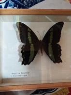 Papilio Neureus Nireus Green Banded Swallowtail Vlinder Muse, Vlinders of Rupsen