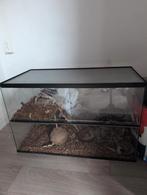 Terrarium, Dieren en Toebehoren, Reptielen en Amfibieën | Toebehoren, Ophalen