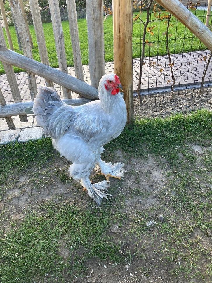 Jonge brahma haan, Dieren en Toebehoren, Pluimvee, Kip, Mannelijk