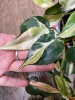 Philodendron rio variegata stekken, Huis en Inrichting, Kamerplanten, Ophalen of Verzenden, Halfschaduw, Minder dan 100 cm