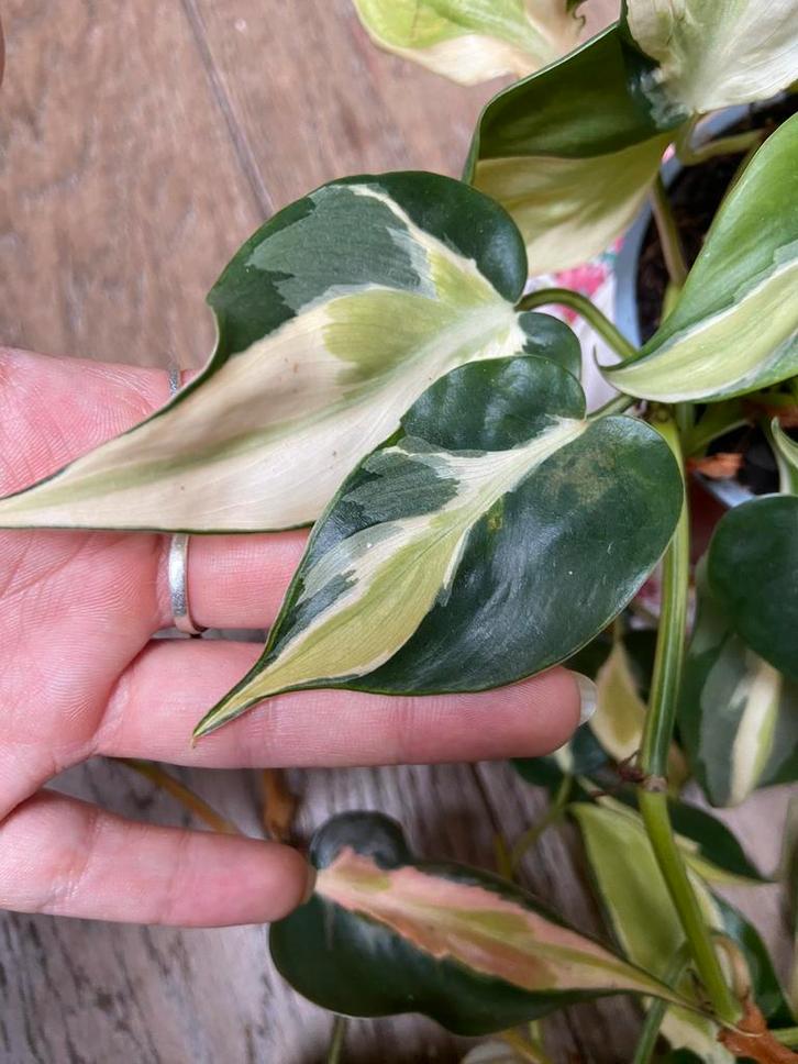 Philodendron rio variegata stekken, Huis en Inrichting, Kamerplanten, Minder dan 100 cm, Halfschaduw, Ophalen of Verzenden
