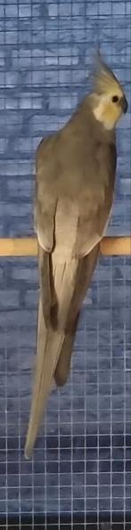 Te koop bleekmasker pale fallow valkparkiet, Dieren en Toebehoren, Vogels | Parkieten en Papegaaien, Mannelijk, Parkiet, Geringd