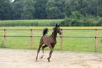 Merrieveulen, Fűrst Dior x elite prok sport Charmeur, Dieren en Toebehoren, Paarden, Merrie, Niet van toepassing, Dressuurpaard