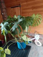 Monstera kamerplant, Huis en Inrichting, Ophalen of Verzenden, Overige soorten, Minder dan 100 cm