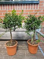Diverse citrus / sinaasappel / limoen / citroen boompjes, Ophalen, Volle zon, Overige soorten, Minder dan 100 cm