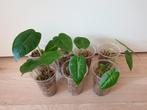 Baby alocasia micholitziana, populaire kamerplantjes,, Overige soorten, Ophalen of Verzenden, In pot, Minder dan 100 cm