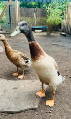 Indische loopeend woerd, Mannelijk, Eend