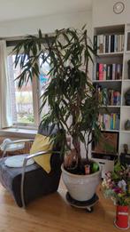 Grote kamerplant, Huis en Inrichting, Kamerplanten, Ophalen, Halfschaduw, Minder dan 100 cm