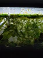 Aquaria gezocht meer informatie zie beschrijving, Ophalen, Gebruikt, Leeg aquarium
