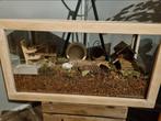 Prachtig terrarium houten omlijsting goudhamsters, reptielen, Dieren en Toebehoren, 110 cm of meer, Zo goed als nieuw, Hok, Ophalen