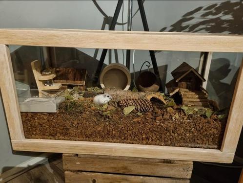 Prachtig terrarium houten omlijsting goudhamsters, reptielen, Dieren en Toebehoren, Knaagdieren en Konijnen | Hokken en Kooien