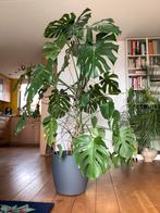 Vingerplant 175 cm hoog in verrijdbare pot (Elho), Huis en Inrichting, Kamerplanten, Ophalen, Overige soorten, Halfschaduw, In pot