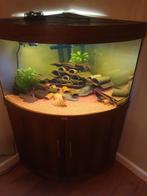 Juwel trigon 190 kweekgroep l046 L134, Dieren en Toebehoren, Vissen | Aquaria en Toebehoren, Ophalen, Zo goed als nieuw, Gevuld zoetwateraquarium