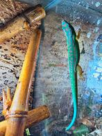 Phelsuma cepediana, Dieren en Toebehoren, Reptielen en Amfibieën, Amfibie, 0 tot 2 jaar