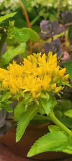 Een leuke sedum soort , ik heb één te koop, Ophalen, Zomer, Overige soorten, Volle zon