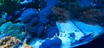 Paarse Indische schijf anemonen.#koraal, Dieren en Toebehoren, Vissen | Aquaria en Toebehoren, Ophalen