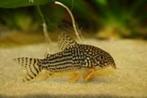 Corydora sterbai, Vis, Schoolvis