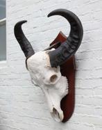 Grote zware schedel AUSTRALISCHE WATERBUFFEL op schild, Verzamelen, Dierenverzamelingen, Ophalen, Zo goed als nieuw, Wild dier