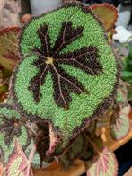 Begonia Masoniana, Coralline, Autumn Ember, Maculata, Ophalen of Verzenden, Overige soorten, Minder dan 100 cm