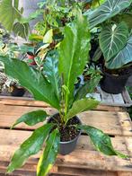 Anthurium Jumanji - Pot 21, Ophalen of Verzenden