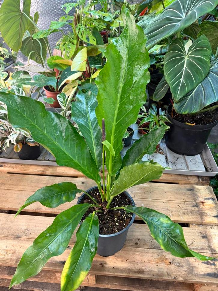 Anthurium Jumanji - Pot 21, Huis en Inrichting, Kamerplanten, Ophalen of Verzenden