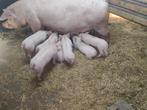 Te koop vleesbiggen, Dieren en Toebehoren, Schapen, Geiten en Varkens, Meerdere dieren, Varken, 0 tot 2 jaar