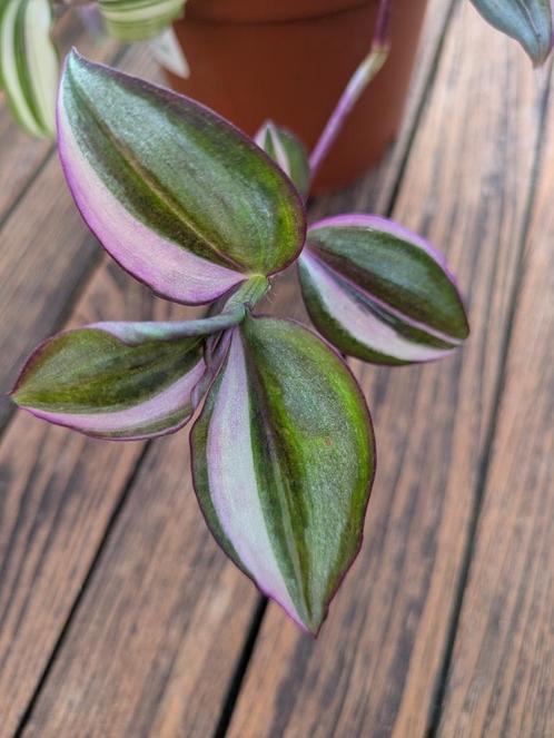 Diverse Tradescantia Zebrina stekken, Huis en Inrichting, Kamerplanten, Overige soorten, Minder dan 100 cm, Ophalen of Verzenden
