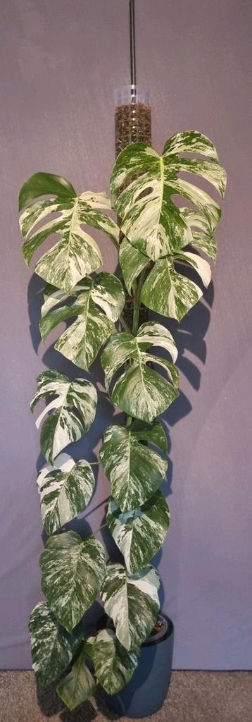 Monstera Variegata Albo  beschikbaar voor biedingen