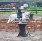 PRE ruin Z1 te koop, braaf buiten, Dieren en Toebehoren, Paarden, Minder dan 160 cm, Z, Gechipt, Dressuurpaard