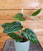 Monstera karstenianum stek, Ophalen of Verzenden, Halfschaduw, Minder dan 100 cm