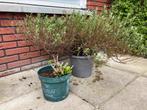 Set tuinplanten #hortensia, Halfschaduw, Zomer, Vaste plant, Ophalen of Verzenden