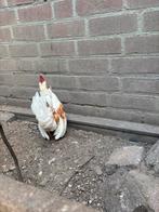 2 mooie serema haantjes, Dieren en Toebehoren, Pluimvee, Mannelijk, Kip