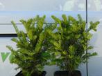 Taxus baccata Globe, Ophalen of Verzenden, Taxus, Haag, Minder dan 100 cm