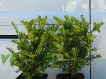 Taxus baccata Globe  beschikbaar voor biedingen