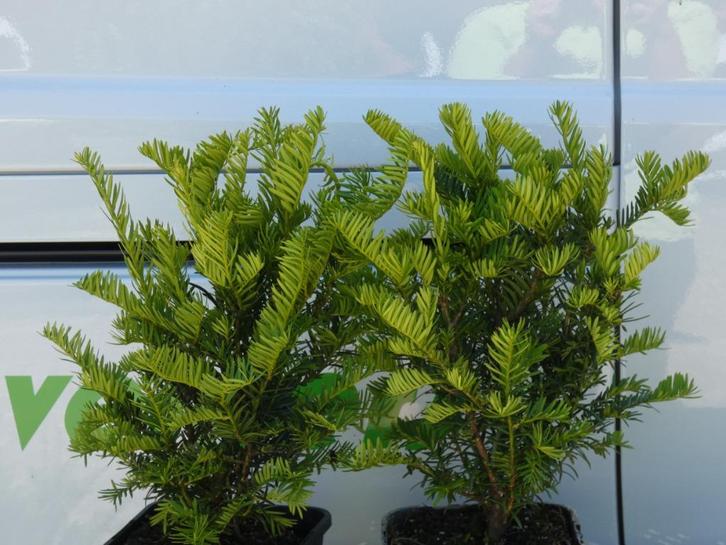 Taxus baccata Globe, Tuin en Terras, Planten | Struiken en Hagen, Haag, Taxus, Minder dan 100 cm, Ophalen of Verzenden
