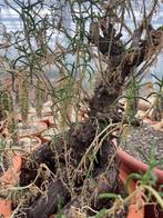 Caudex plant Mestoklema Tuberosa Zuid Afrika 27cm pot, Overige soorten, Ophalen of Verzenden, In pot, Minder dan 100 cm