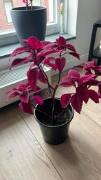 Mooie siernetel plant, Huis en Inrichting, Kamerplanten, Ophalen of Verzenden, Overige soorten, Minder dan 100 cm