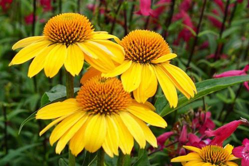 Zaden Echinacea lemon yellow, Tuin en Terras, Bloembollen en Zaden, Volle zon, Ophalen of Verzenden