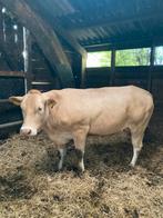 Te koop blonde aquitaine zoogstellen met stier /vaars kalf, Dieren en Toebehoren, Mannelijk