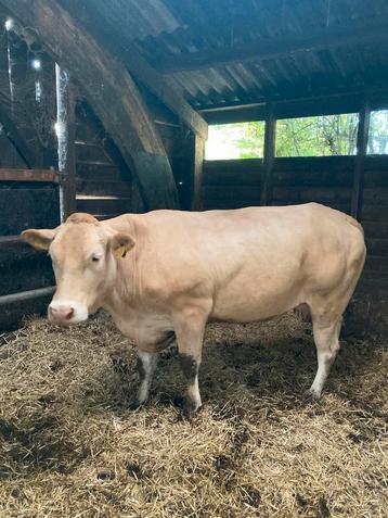Te koop blonde aquitaine zoogstellen met stier /vaars kalf beschikbaar voor biedingen