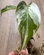 Gaaf Monstera Albo Variegata plantje, Ophalen of Verzenden, Halfschaduw, Minder dan 100 cm