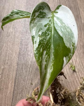 Gaaf Monstera Albo Variegata plantje beschikbaar voor biedingen