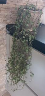 Ceropegia Woodii - 80cm Kamerplant, Overige soorten, In pot, Minder dan 100 cm, Groene kamerplant