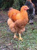 Groto jonge brama haan, Dieren en Toebehoren, Mannelijk, Kip