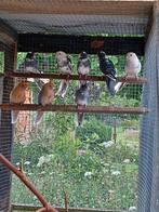 Pennant rosella mutaties, Meerdere dieren, Parkiet, Geringd