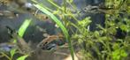 Guppy, Dieren en Toebehoren, Vis