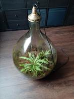 Spruitje Big Brother lamp / ecosysteem, Huis en Inrichting, Kamerplanten, Ophalen, Halfschaduw, Minder dan 100 cm