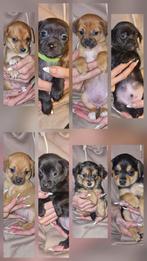Prachtige, lieve kruising puppies, Dieren en Toebehoren, Rabiës (hondsdolheid), 8 tot 15 weken, Meerdere, Meerdere dieren