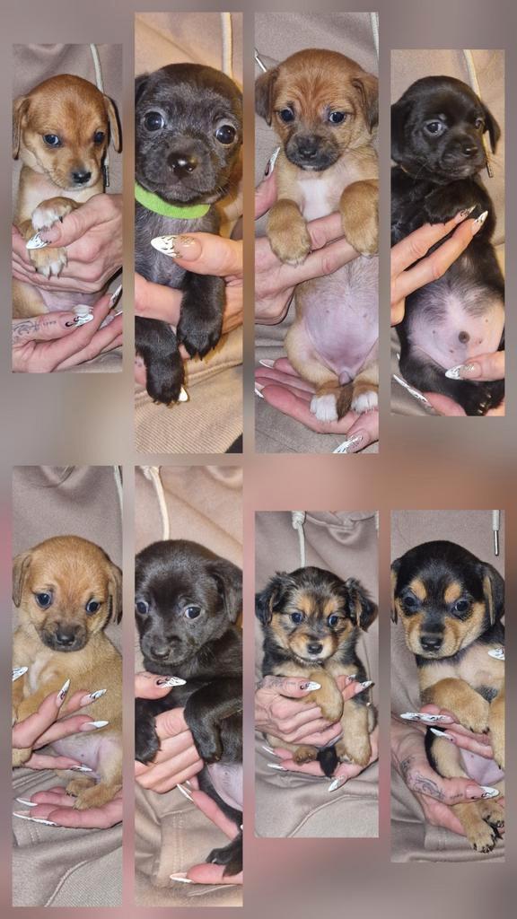 Prachtige, lieve kruising puppies , GERESERVEERD, Dieren en Toebehoren, Honden | Niet-rashonden, Meerdere dieren, Particulier